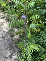 Liatris