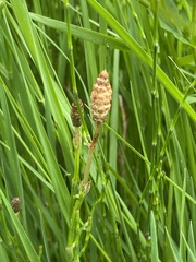 Equisetum bogotense