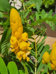 Senna alata