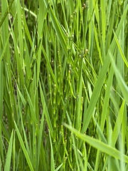 Equisetum bogotense