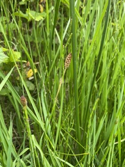 Equisetum bogotense