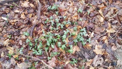 Trillium recurvatum