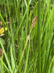 Equisetum bogotense