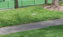 Sciurus carolinensis