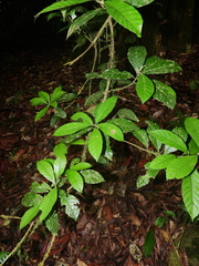 Allophylus leucoclados