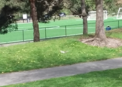 Sciurus carolinensis