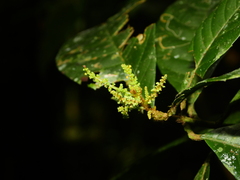 Allophylus leucoclados