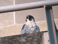 Falco peregrinus