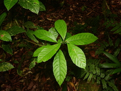 Allophylus leucoclados