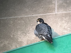 Falco peregrinus