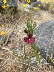 Clarkia tenella