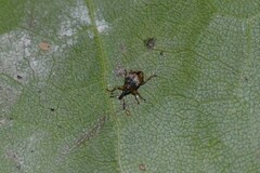 Nanophyes marmoratus