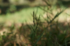 Paspalum distichum