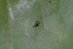 Nanophyes marmoratus