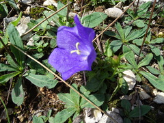 Campanula carpatica