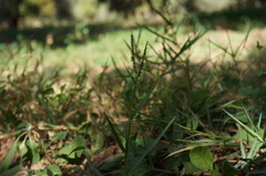 Paspalum distichum