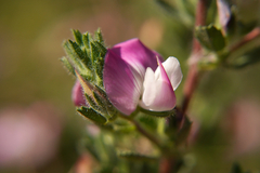 Ononis spinosa procurrens