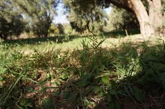 Paspalum distichum