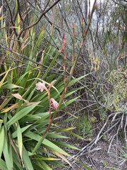 Watsonia meriana