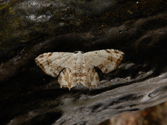 Dysaethria flavistriga