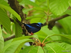 Cyanerpes cyaneus