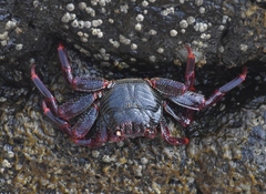 Grapsus adscensionis