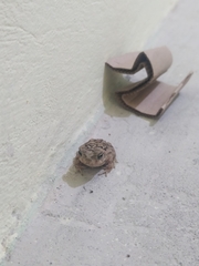 Bufonidae