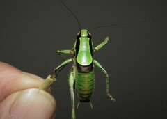 Eupholidoptera schmidti