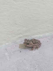 Bufonidae