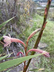 Watsonia meriana
