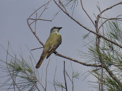 Tyrannus