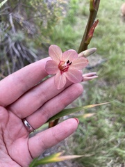 Watsonia meriana