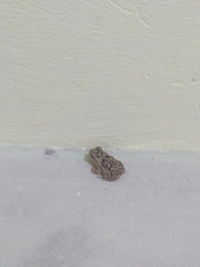 Bufonidae