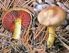 Cortinarius semisanguineus