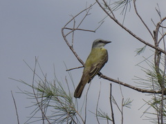 Tyrannus