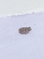 Bufonidae