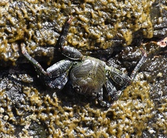 Grapsus adscensionis