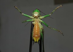 Eupholidoptera schmidti