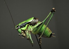 Eupholidoptera schmidti