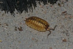 Porcellio monticola