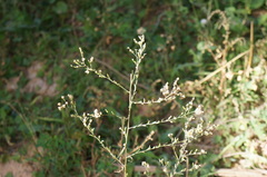 Symphyotrichum subulatum squamatum