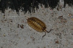 Porcellio monticola