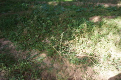 Symphyotrichum subulatum squamatum