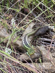 Liolaemus chiliensis