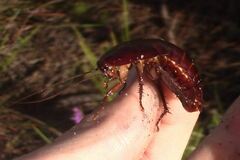 Eurycotis floridana