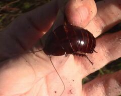 Eurycotis floridana