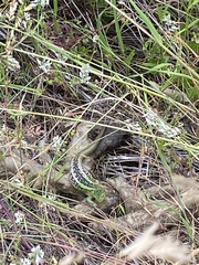 Liolaemus chiliensis