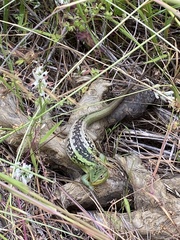 Liolaemus chiliensis