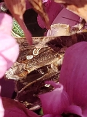 Chrysodeixis includens