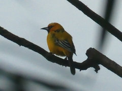Icterus pustulatus